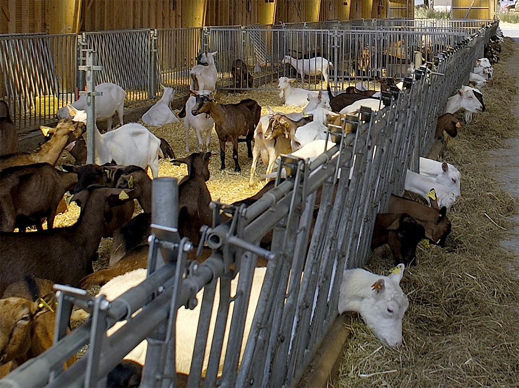 batiment elevage bois bien etre animal