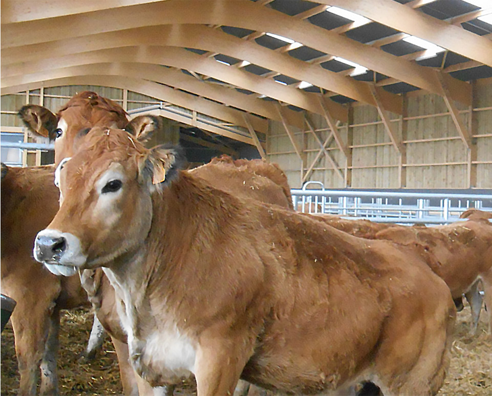 bovin dans batiment bois bien etre animal