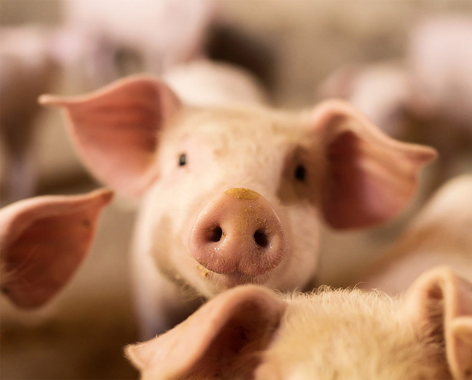 porc cochon bien etre animal batiment bois