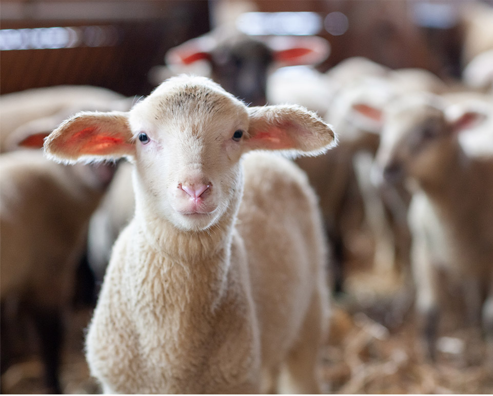 mouton bien etre animal batiment bois