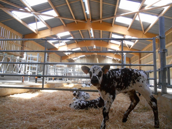 batiment agricole élevage lamellé collé