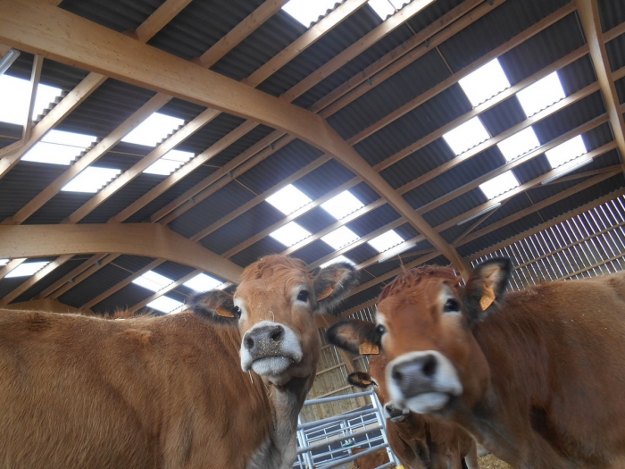 bâtiment agricole bovin lamellé collé