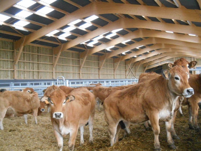 batiment agricole bovin lamellé collé