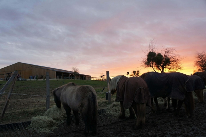 manège cheval
